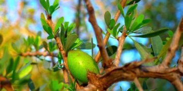 The Great Argan Appropriation: How a French Multinational is Undermining Morocco’s Heritage and Economy – Morocco World News