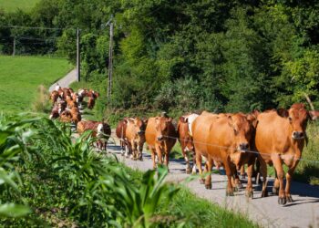 Insights into the rural livestock farming sector of the Comoros – Food and Agriculture Organization