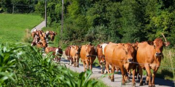 Insights into the rural livestock farming sector of the Comoros – Food and Agriculture Organization