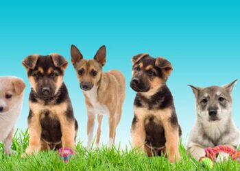 Adoptable Pet of the Week: Tonga – MyBurbank.com