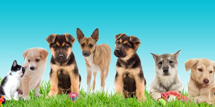 Adoptable Pet of the Week: Tonga – MyBurbank.com