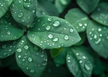 Conserving the Gola Rainforests: Sierra Leone and Liberia unite for a peaceful future – United Nations Sustainable Development Group