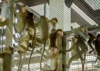 In Mauritius, research monkeys are big business—and big controversy – Science | AAAS