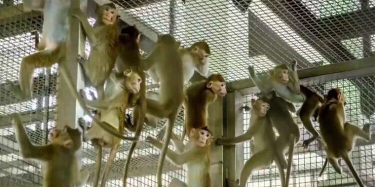 In Mauritius, research monkeys are big business—and big controversy – Science | AAAS