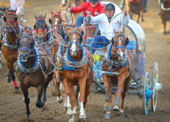Chuckwagon horse euthanized after injury at Calgary Stampede races – Calgary Herald