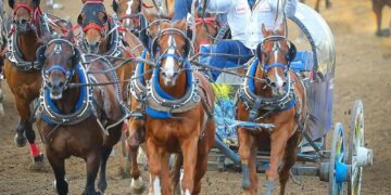 Chuckwagon horse euthanized after injury at Calgary Stampede races – Calgary Herald