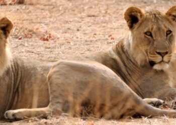 LeFlore studies lion movements in Botswana to understand the keys to their survival – Bates College