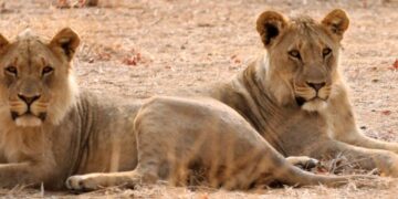 LeFlore studies lion movements in Botswana to understand the keys to their survival – Bates College