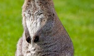 Wallabies met their match in Fiji as time comes to build rivalry into a main event | Jack Snape – The Guardian