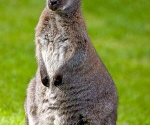 Wallabies met their match in Fiji as time comes to build rivalry into a main event | Jack Snape – The Guardian