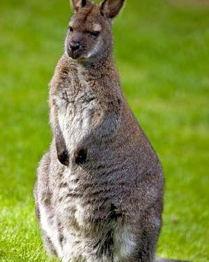 Wallabies met their match in Fiji as time comes to build rivalry into a main event | Jack Snape – The Guardian