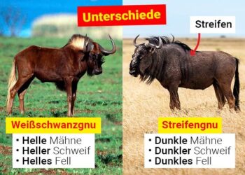 GNU says it wants to enhance financial transparency – The Libya Observer