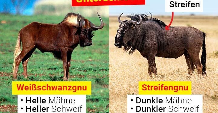 GNU says it wants to enhance financial transparency – The Libya Observer