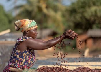Brazil farmer aims to revolutionize cocoa industry with giant farm – Yahoo.co
