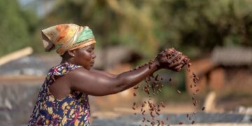 Brazil farmer aims to revolutionize cocoa industry with giant farm – Yahoo.co