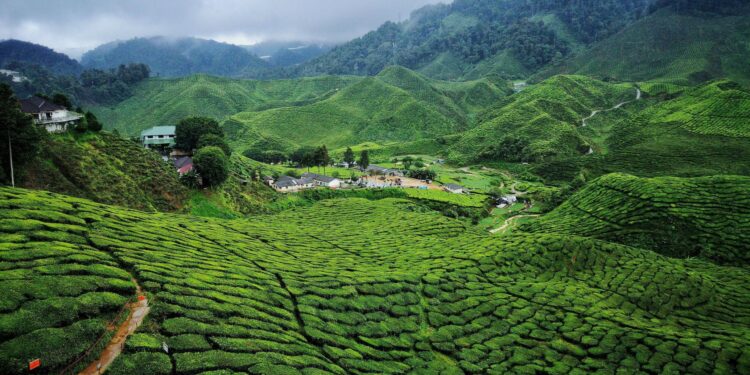 Cameroon’s president seeks to remain in power until almost his 100th birthday – CNN