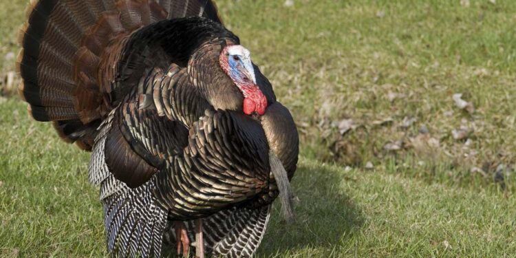 Turkey, UK agree on Eurofighter exports in step closer to deal – Defense News