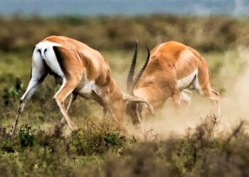 Uganda Gazelles pummel Guinea to start Afrobasket – Daily Monitor