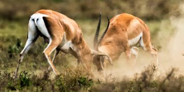 Uganda Gazelles pummel Guinea to start Afrobasket – Daily Monitor