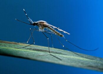 Malaria Surge in Southern Africa – Africa CDC