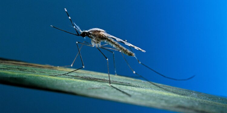 Malaria Surge in Southern Africa – Africa CDC