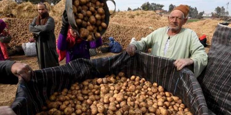 New EU regulation eases path for Egyptian potato exports – Dailynewsegypt