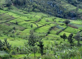 GIEWS Country Brief: Burundi 2-July-2025 – ReliefWeb