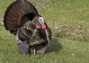 Turkey evacuates thousands as firefighters battle wildfires – Reuters