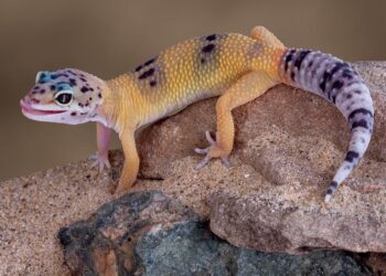 Stunning new gecko discovered in Madagascar’s sacred forests – BBC Wildlife Magazine