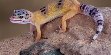 Stunning new gecko discovered in Madagascar’s sacred forests – BBC Wildlife Magazine