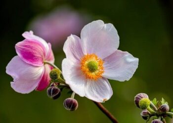 US Aligns with Argentina, Malta, Italy, Sweden, Portugal in Making Travel Memorable with Breathtaking and Spectacular Cruise Ports, Attracting US and Canada Tourists, New Update is Here – Travel And Tour World