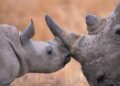 South Africa starts injecting rhino horns with radioactive material to curb poaching – crossroadstoday.com