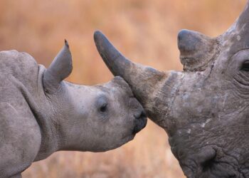 South Africa starts injecting rhino horns with radioactive material to curb poaching – crossroadstoday.com