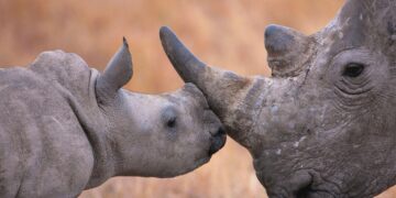 South Africa starts injecting rhino horns with radioactive material to curb poaching – crossroadstoday.com