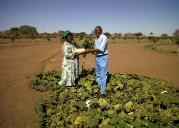 Zimbabwe’s farming fallout 25 years on: Deal or no deal? – BBC