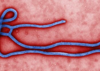 WHO says 6 contacts of Ugandan Ebola patient are ill, vaccination efforts could begin Sunday – statnews.com