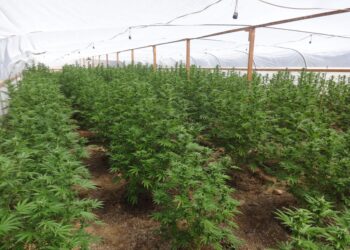 Illegal marijuana greenhouse uncovered during fire in Bulgaria – China.org.cn