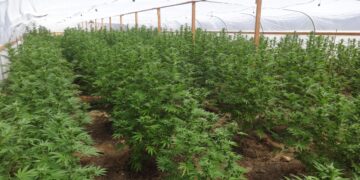 Illegal marijuana greenhouse uncovered during fire in Bulgaria – China.org.cn