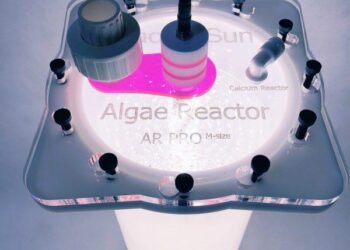 Pacific algae invade Algeria beaches, pushing humans and fish away – Phys.org