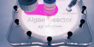 Pacific algae invade Algeria beaches, pushing humans and fish away – Phys.org