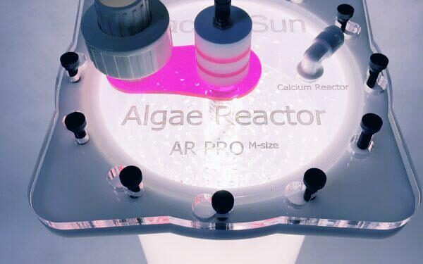 Pacific algae invade Algeria beaches, pushing humans and fish away – Phys.org