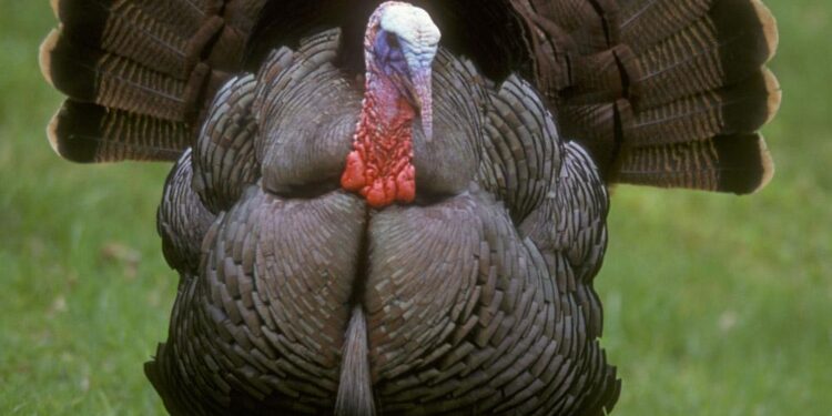 Turkey, Italy and Libya leaders discuss Mediterranean migration route, cooperation – Reuters