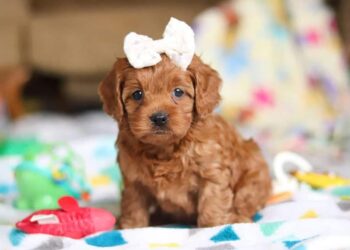 NYC Cavapoo Puppy’s Surprise Reunion With Littermate Is Full of Joy – PetHelpful