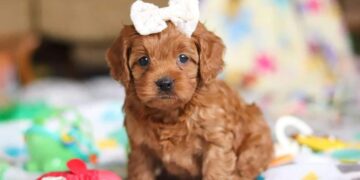 NYC Cavapoo Puppy’s Surprise Reunion With Littermate Is Full of Joy – PetHelpful