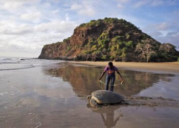 Encouraging signs from a no-fishing zone in Comoros could inspire others – Mongabay