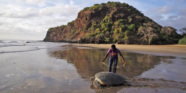 Encouraging signs from a no-fishing zone in Comoros could inspire others – Mongabay