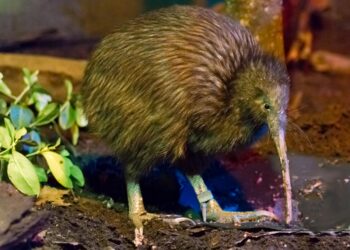 Kiwis and Tonga set for rousing Eden Park clash as tests are revealed – Stuff