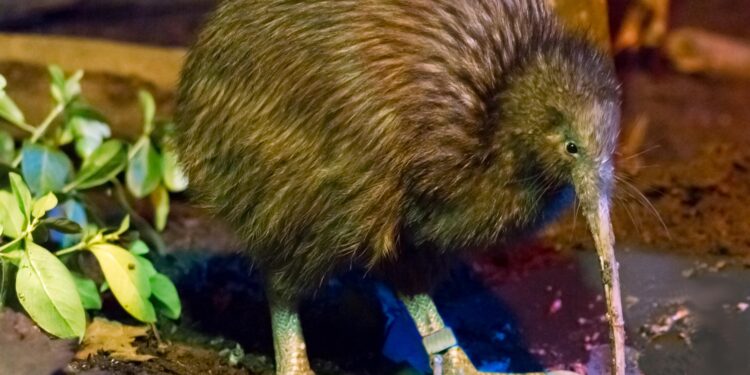 Kiwis and Tonga set for rousing Eden Park clash as tests are revealed – Stuff