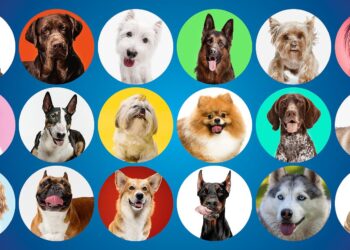 Scientists discover oldest known dog breed in Greenland – the-independent.com