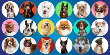 Scientists discover oldest known dog breed in Greenland – the-independent.com